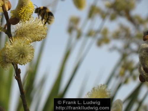 Bumblebee